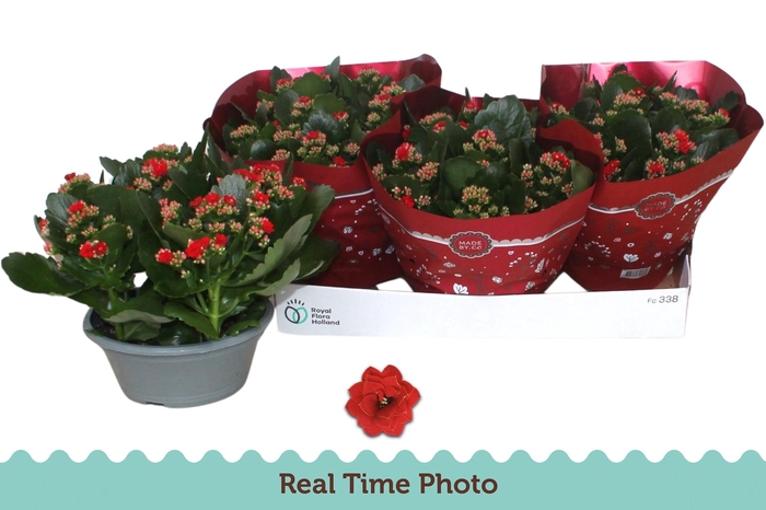 <h4>KAL GE DON JUSTINO</h4>