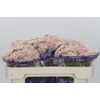 Ozothamnus Cooks Pink