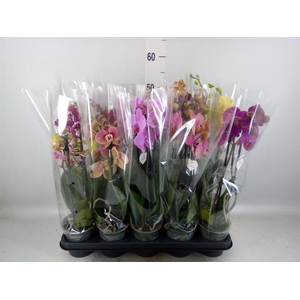 Phalaenopsis   ...mix