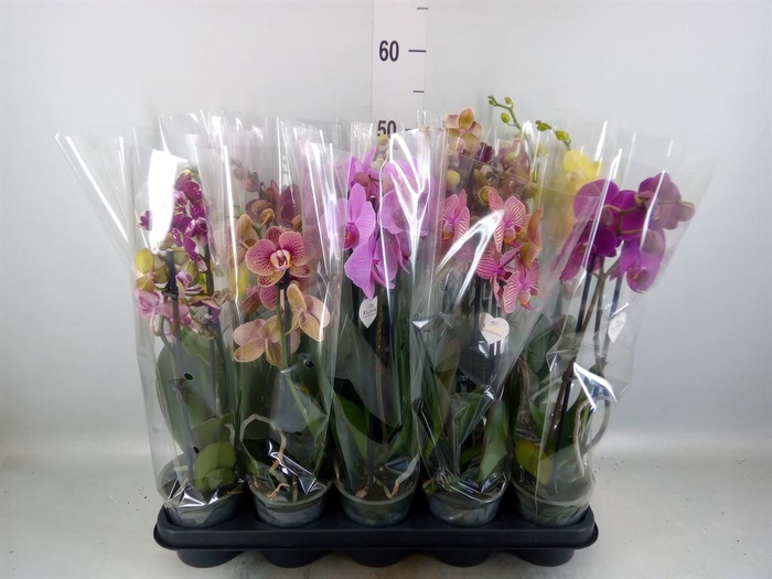 <h4>Phalaenopsis ...mix</h4>