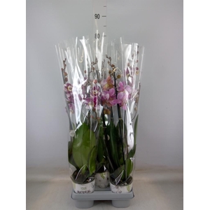 Phalaenopsis  'Ant Barcelona'