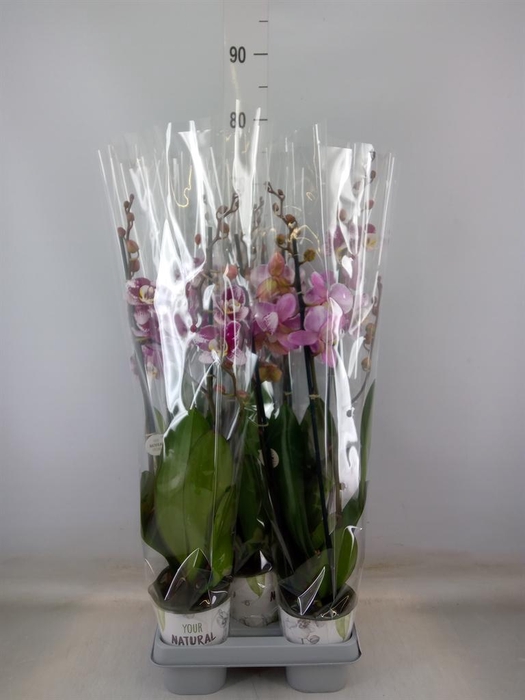 <h4>Phalaenopsis  'Ant Barcelona'</h4>