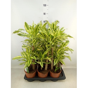 Dracaena frag. 'Yellow Coast'