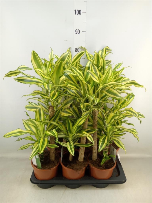 <h4>Dracaena frag. 'Yellow Coast'</h4>