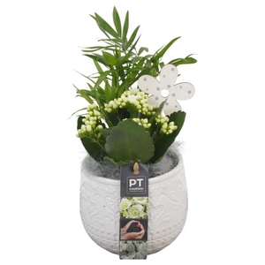 PTIB6383 Arrangementen kamerplanten