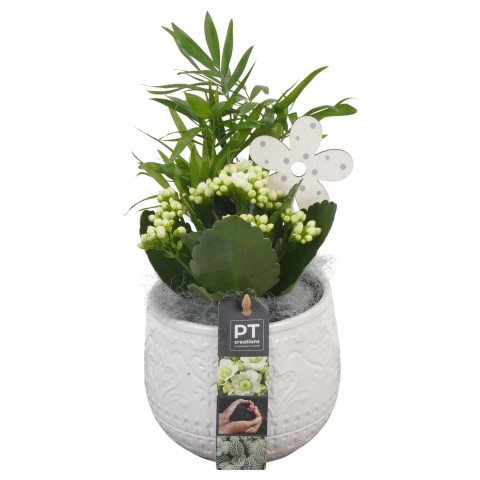 <h4>PTIB6383 Arrangementen kamerplanten</h4>
