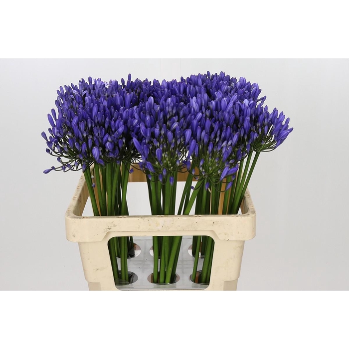 <h4>Agapanthus Uri</h4>