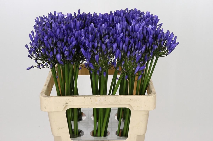 Agapanthus Uri