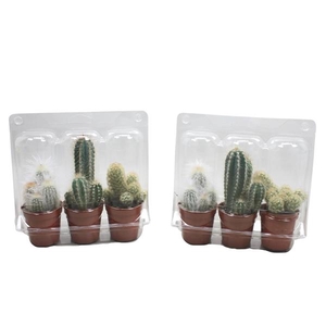 Cactus gemengd