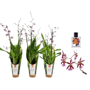 Inca Oncidium Katarina Zoch 4+ spike 9cm in luxury jungle cover