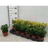 EUONYMUS JAP GEM