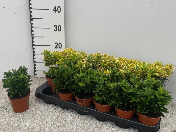 <h4>EUONYMUS JAP GEM</h4>