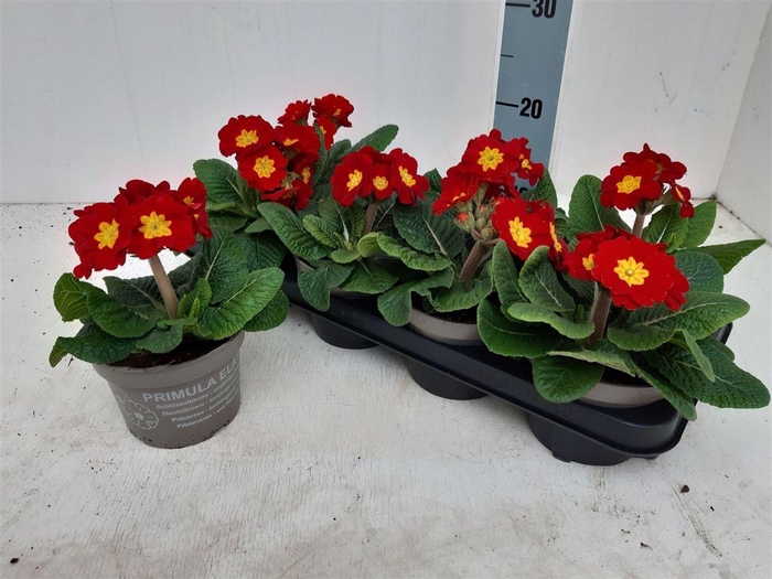 arr8 Prim Elatior Red