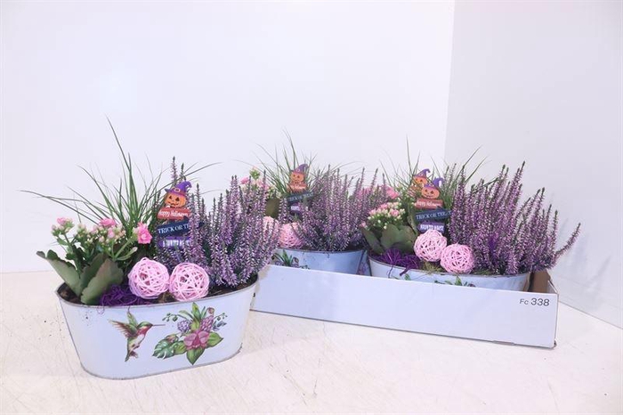 <h4>ARR TUINPLANTEN</h4>