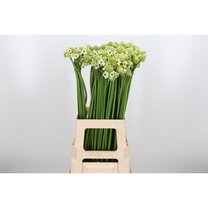 Ornithogalum Saundersiae