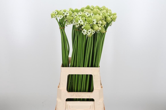 <h4>Ornithogalum Saundersiae</h4>