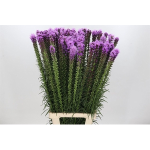 Liatris Blue Bird