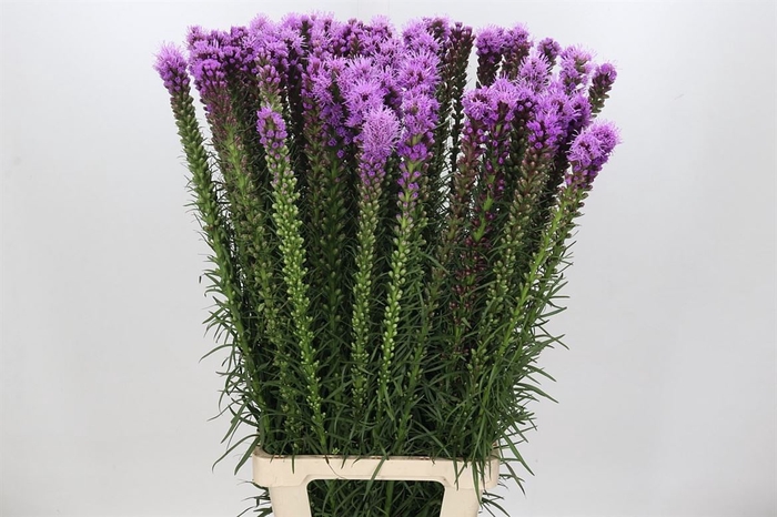 Liatris Blue Bird