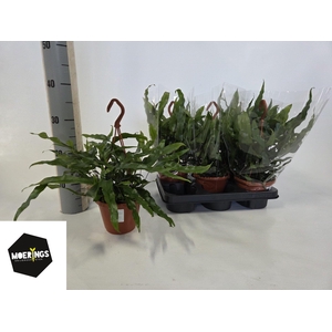 MICROS DIVERSIFOLIUM