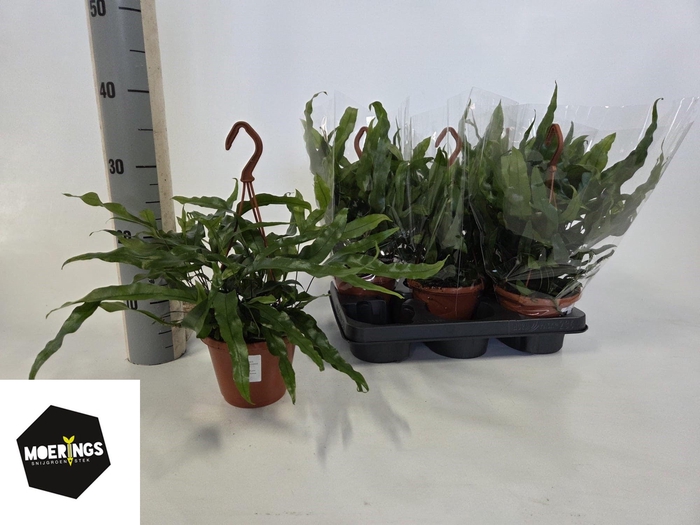 <h4>MICROS DIVERSIFOLIUM</h4>