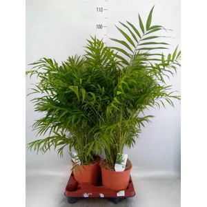 Chamaedorea elegans