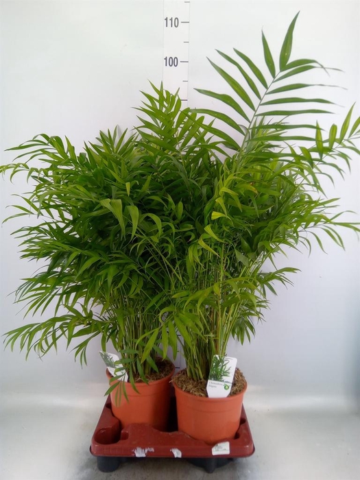 <h4>Chamaedorea elegans</h4>
