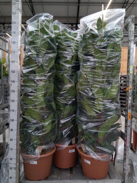 <h4>Monstera delic.</h4>