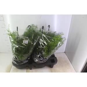 ASPARGO ALFINETE C21