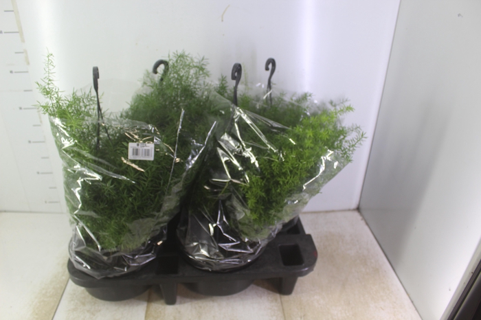 <h4>ASPARGO ALFINETE C21</h4>