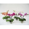 PHALAENOPSIS-HYBRID P6 2T MIX