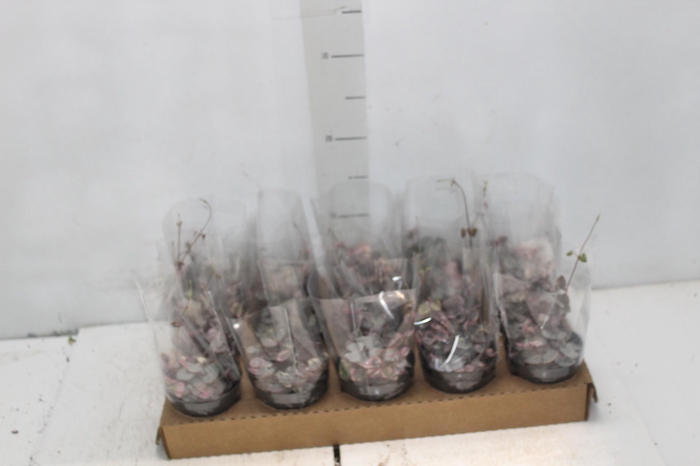 CEROPEGIA VARIEGATA P09