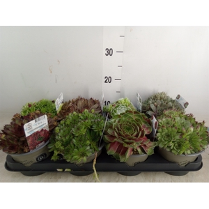 Sempervivum   ...mix