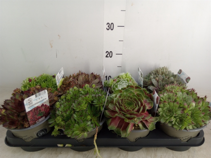 <h4>Sempervivum   ...mix</h4>