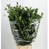 Buxus 300 Gram
