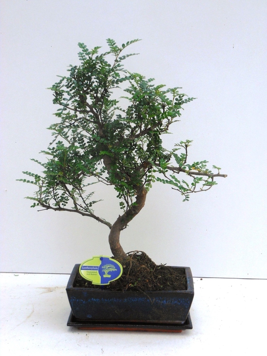 <h4>Zanthoxylum piperitum, 25cm., shape, with dip tray</h4>