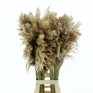 CORTADERIA PLUIM 100CM