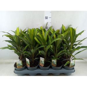 Cordyline fruti. 'Kiwi'
