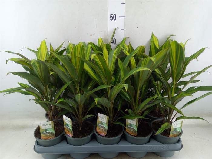 <h4>Cordyline fruti. 'Kiwi'</h4>