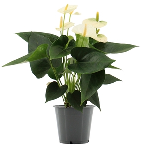 Anthurium Cocos in transparant sleeve