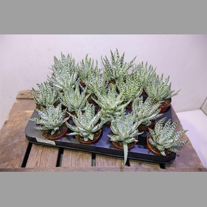 Aloe Humilis