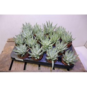 arr8 Aloe Humilis