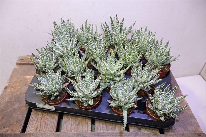 <h4>Aloe Humilis</h4>