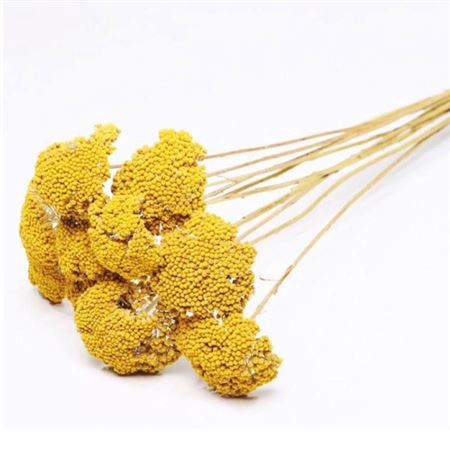 <h4>Dried Achillea Parker Natural Bunch</h4>