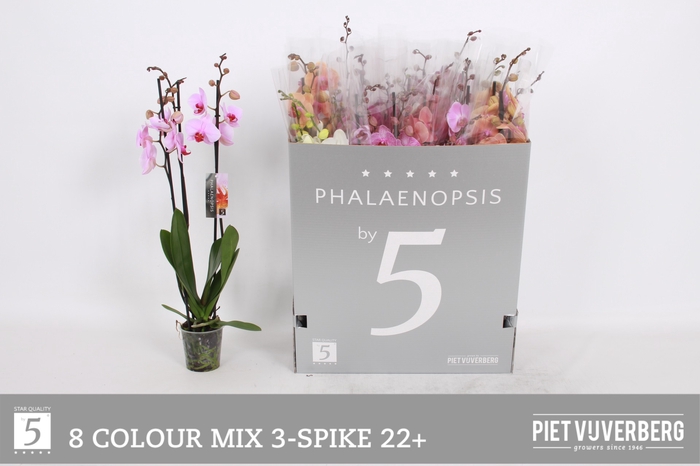 <h4>PHAL GEM 8 KL</h4>