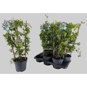 PASSIFL CAERULEA