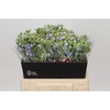 Oxypetalum Tweedia Blue