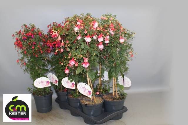 <h4>FUCHSIA OV</h4>