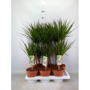 Dracaena marg.