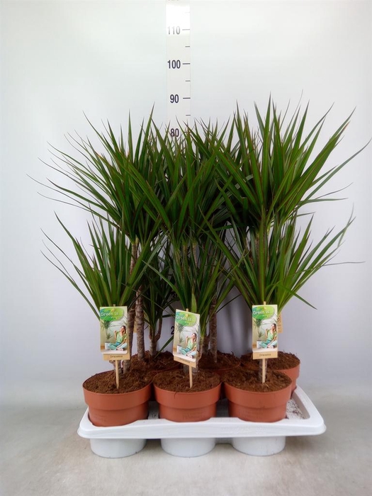 <h4>Dracaena marg.</h4>