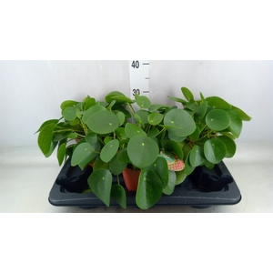 Pilea peperomoides